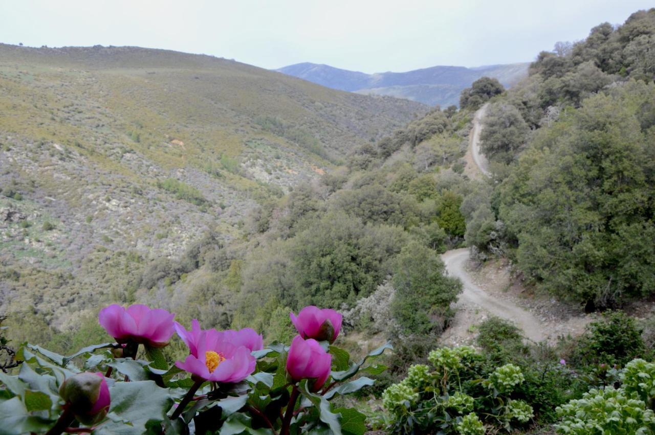 B&B La Genziana ฟอนนิ ภายนอก รูปภาพ